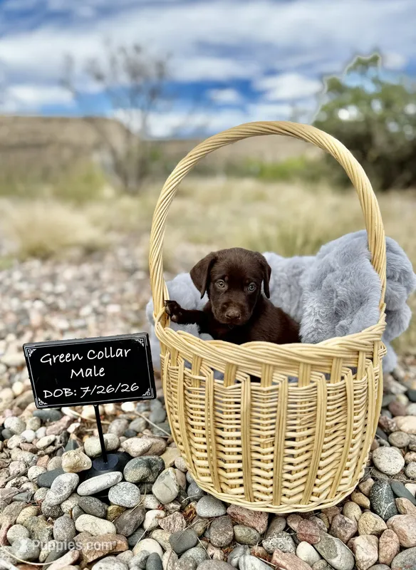 Mr Green – Labrador Retriever puppy for sale in Florence, CO
