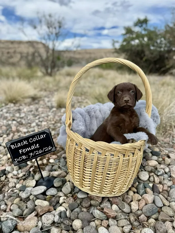 Miss Black – Labrador Retriever puppy for sale in Florence, CO