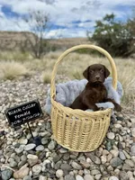 Miss Black, a female Labrador Retriever for sale in Florence, CO – 1 of 1