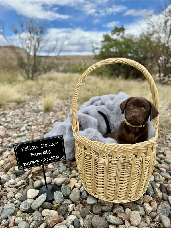 Miss Yellow – Labrador Retriever puppy for sale in Florence, CO