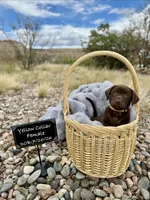 Miss Yellow, a female Labrador Retriever for sale in Florence, CO – 1 of 1