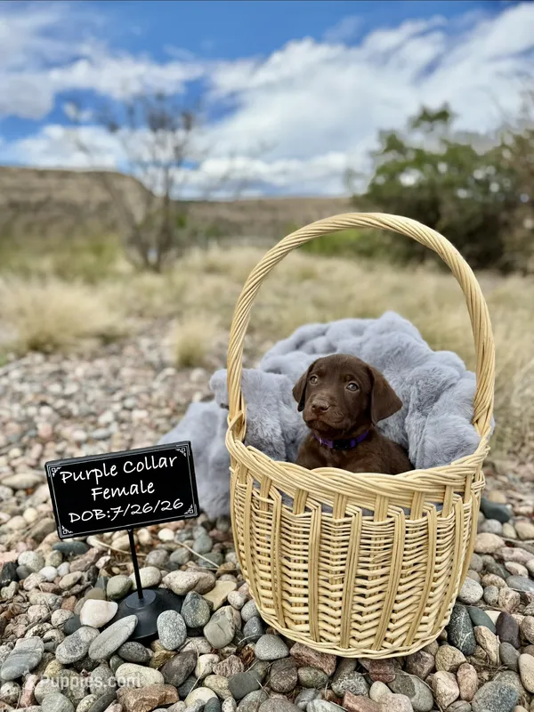 Miss Purple – Labrador Retriever puppy for sale in Florence, CO