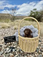Miss Purple, a female Labrador Retriever for sale in Florence, CO – 1 of 1