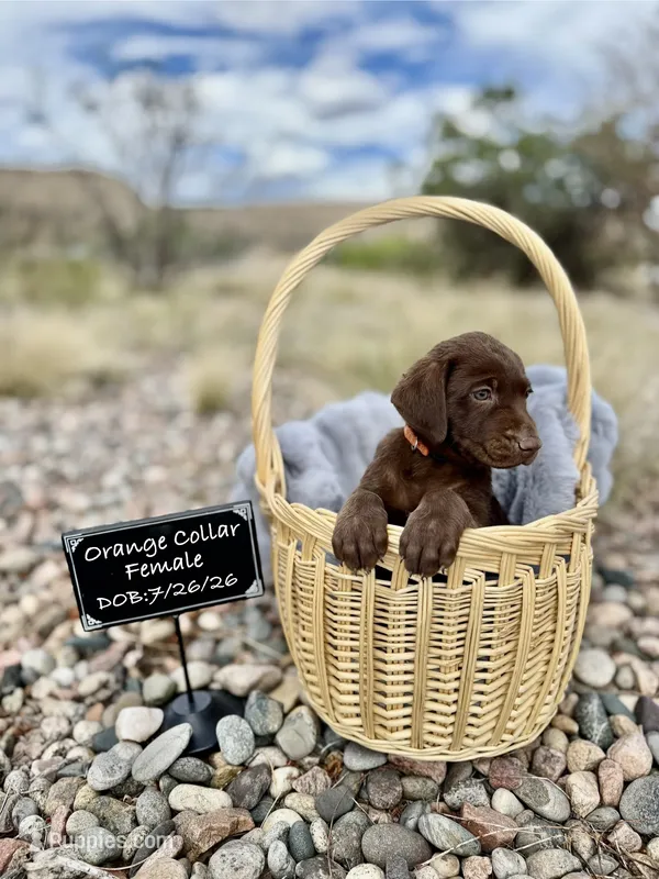 Miss Orange – Labrador Retriever puppy for sale in Florence, CO