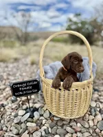Miss Orange, a female Labrador Retriever for sale in Florence, CO – 1 of 1