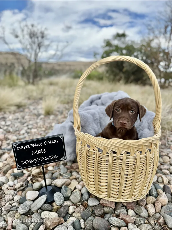 Mr Dark Blue – Labrador Retriever puppy for sale in Florence, CO