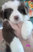 Iris, a female Australian Shepherd for sale in Grasston, MN – 7 of 10