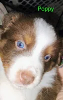 Poppy , a female Australian Shepherd for sale in Grasston, MN – 2 of 9
