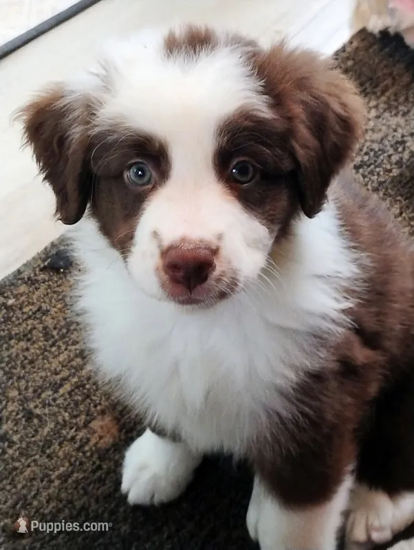 Iris – Australian Shepherd puppy for sale in Grasston, MN