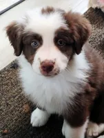 Iris, a female Australian Shepherd for sale in Grasston, MN – 1 of 10