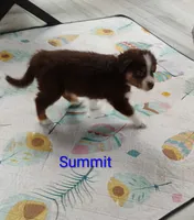 Summit , a male Australian Shepherd for sale in Grasston, MN – 6 of 10