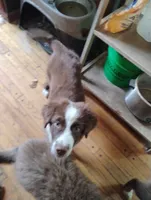 Thicket , a male Australian Shepherd for sale in Grasston, MN – 6 of 10