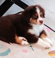 Summit , a male Australian Shepherd for sale in Grasston, MN – 1 of 10
