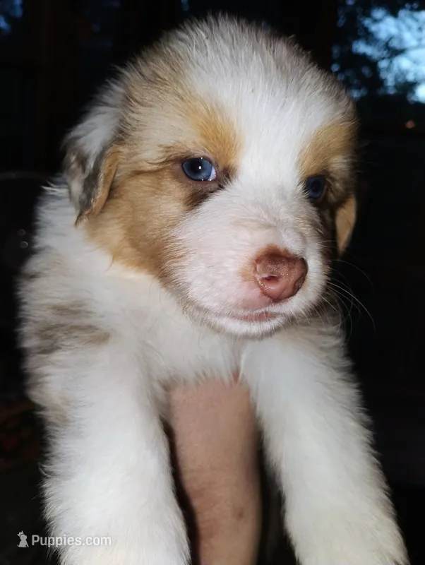 River – Australian Shepherd puppy for sale in Grasston, MN