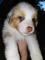 River, a male Australian Shepherd for sale in Grasston, MN – 1 of 8