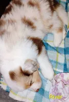 River, a male Australian Shepherd for sale in Grasston, MN – 3 of 8
