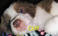Cliff, a male Australian Shepherd for sale in Grasston, MN – 4 of 10