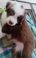 Iris, a female Australian Shepherd for sale in Grasston, MN – 8 of 10
