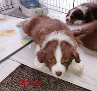 Brooks , a male Australian Shepherd for sale in Grasston, MN – 6 of 9