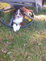 Summit , a male Australian Shepherd for sale in Grasston, MN – 2 of 10