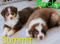 Rocky, a male Australian Shepherd for sale in Grasston, MN – 7 of 10