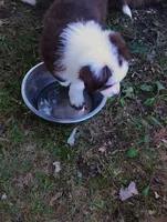Iris, a female Australian Shepherd for sale in Grasston, MN – 3 of 10