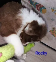 Rocky, a male Australian Shepherd for sale in Grasston, MN – 3 of 10