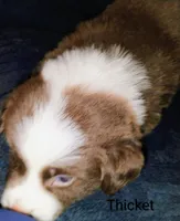 Thicket , a male Australian Shepherd for sale in Grasston, MN – 2 of 9