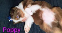 Poppy , a female Australian Shepherd for sale in Grasston, MN – 3 of 9