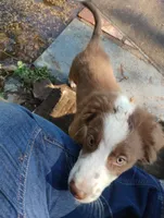 Thicket , a male Australian Shepherd for sale in Grasston, MN – 5 of 10