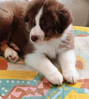 Brooks , a male Australian Shepherd for sale in Grasston, MN – 4 of 9