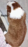 Rocky, a male Australian Shepherd for sale in Grasston, MN – 2 of 9