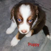 Poppy , a female Australian Shepherd for sale in Grasston, MN – 4 of 9