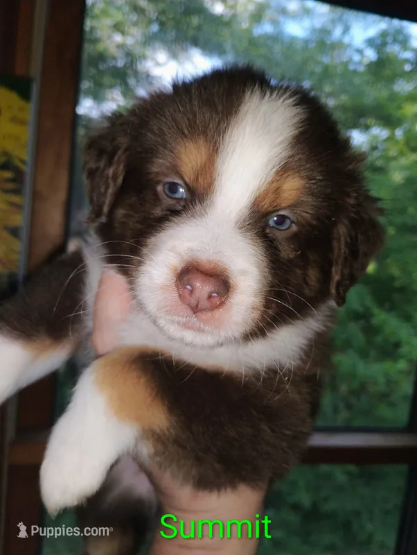 Summit  – Australian Shepherd puppy for sale in Grasston, MN