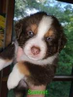 Summit , a male Australian Shepherd for sale in Grasston, MN – 1 of 9