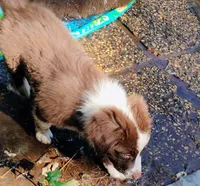 Thicket , a male Australian Shepherd for sale in Grasston, MN – 3 of 10