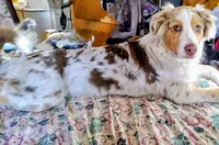 Brooks , a male Australian Shepherd for sale in Grasston, MN – 8 of 8