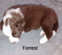 Forrest , a male Australian Shepherd for sale in Grasston, MN – 4 of 9