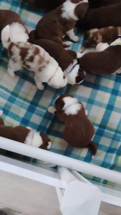 Cliff, a male Australian Shepherd for sale in Grasston, MN – 10 of 10