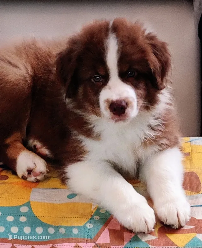 Brooks  – Australian Shepherd puppy for sale in Grasston, MN