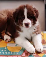 Brooks , a male Australian Shepherd for sale in Grasston, MN – 1 of 9