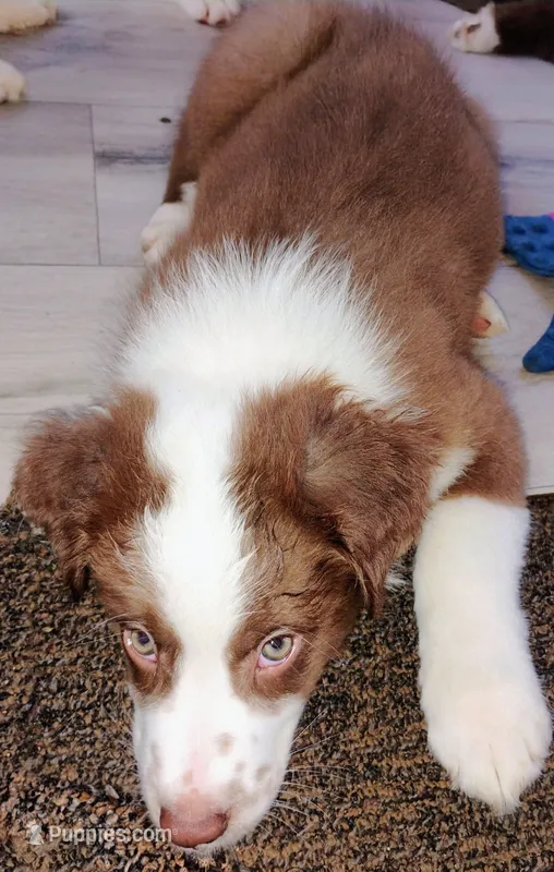 Cliff – Australian Shepherd puppy for sale in Grasston, MN