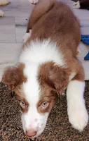 Cliff, a male Australian Shepherd for sale in Grasston, MN – 1 of 9