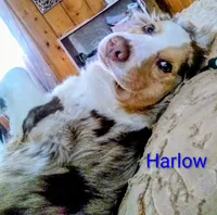 Summit , a male Australian Shepherd for sale in Grasston, MN – 9 of 9