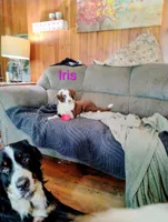 Iris, a female Australian Shepherd for sale in Grasston, MN – 4 of 10