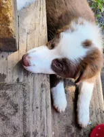 Iris, a female Australian Shepherd for sale in Grasston, MN – 3 of 10