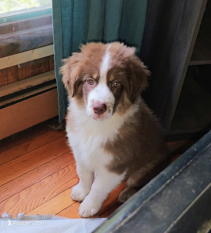 Brooks  – Australian Shepherd puppy for sale in Grasston, MN