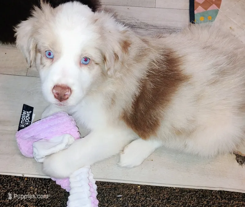 Meadow  – Australian Shepherd puppy for sale in Grasston, MN