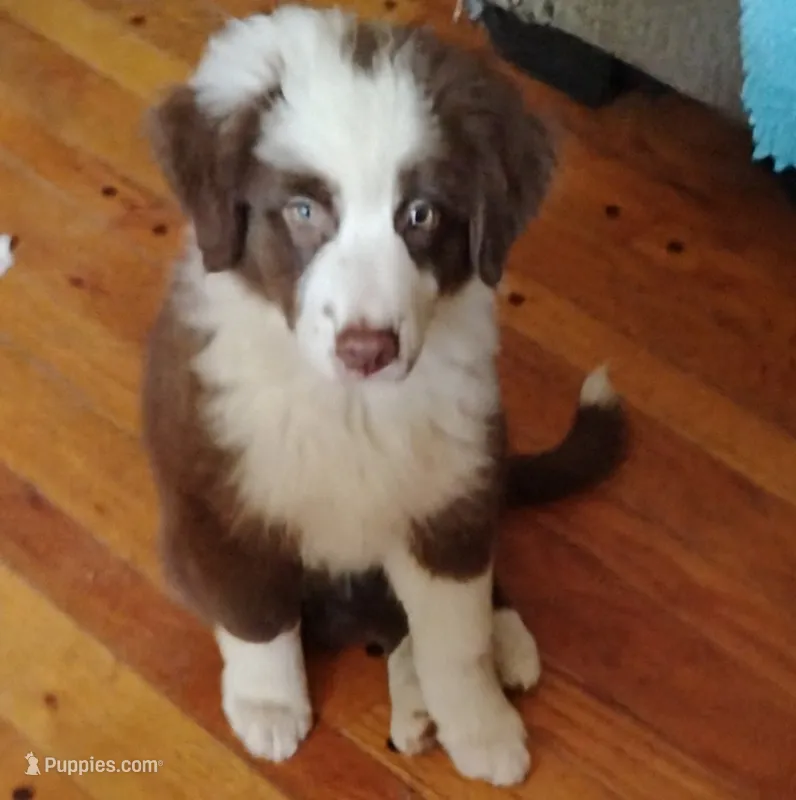 Iris – Australian Shepherd puppy for sale in Grasston, MN