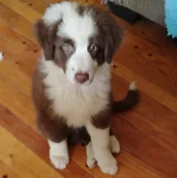 Iris, a female Australian Shepherd for sale in Grasston, MN – 1 of 10